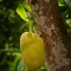 Chlebovnik ruznolisty - Artocarpus heterophyllus - Jackfruit 4137